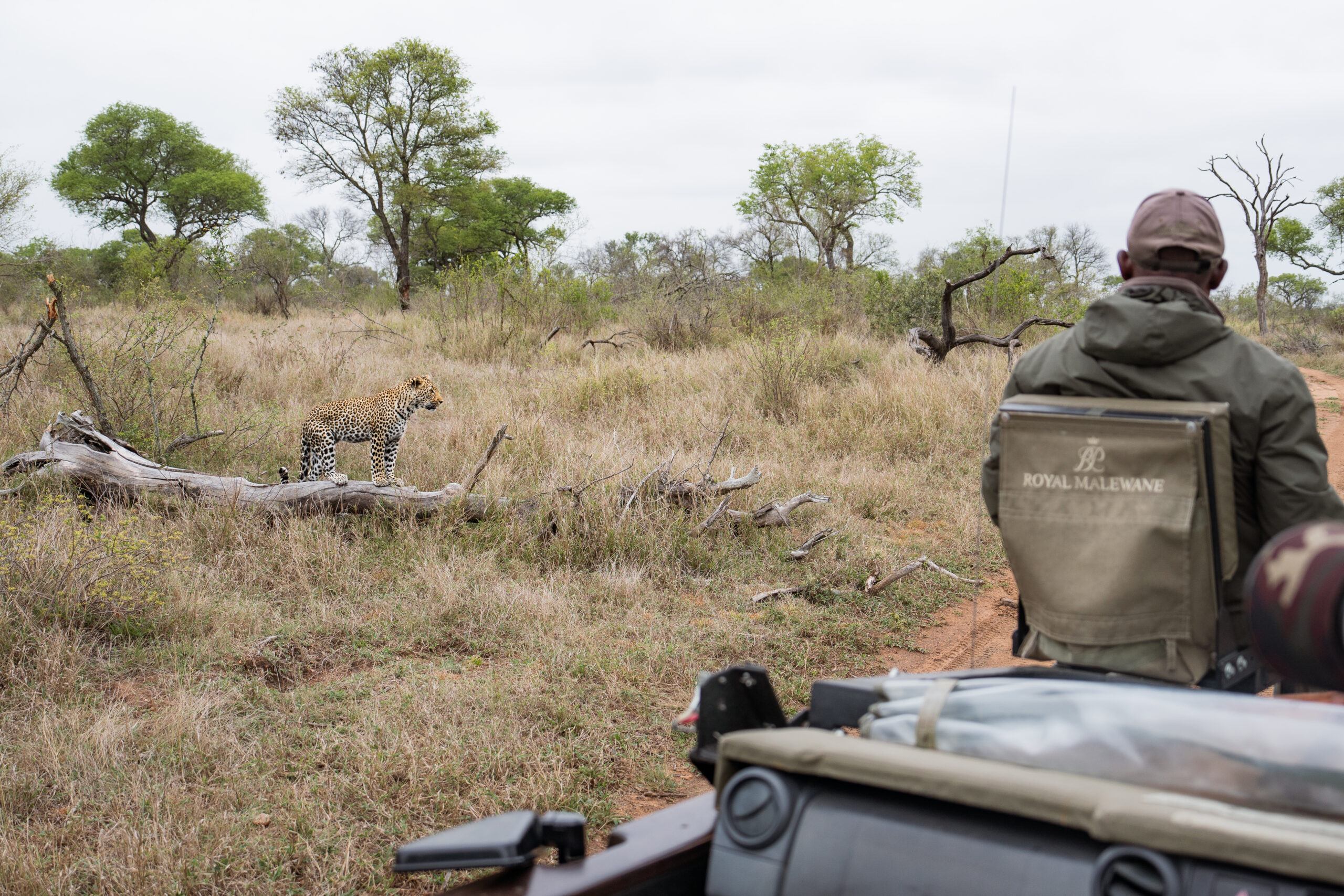 royal malewane safari vehicle and safari guide by a leopard standing on a log in kruger national park