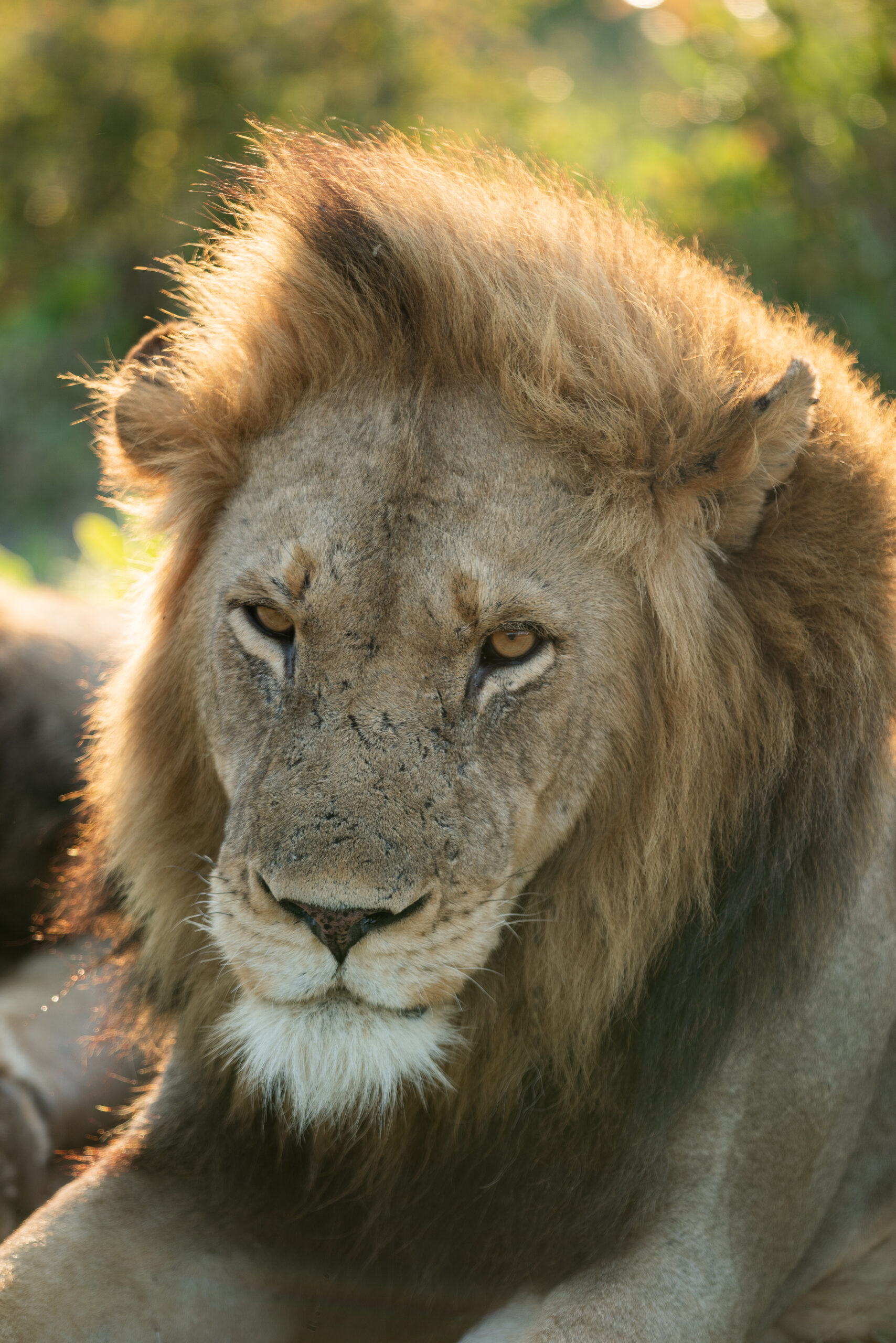 adult male lion laying down with sunshine coming through its mane