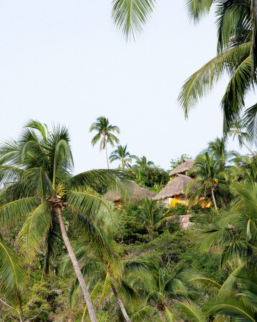 coconut palm trees at careyes resort