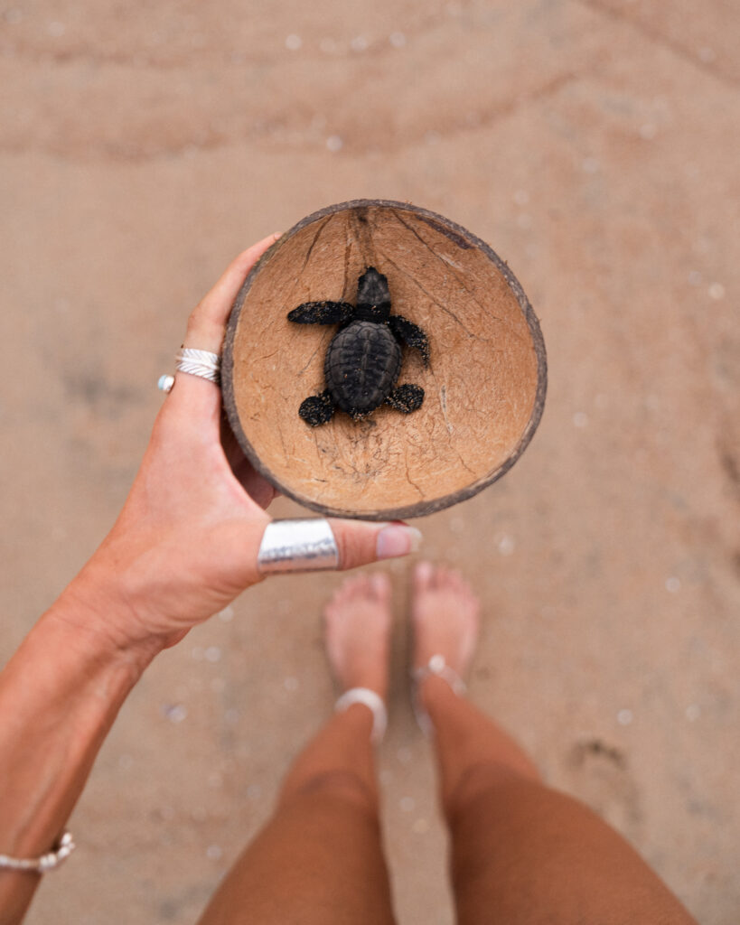 baby sea turtle in costalegre mexico