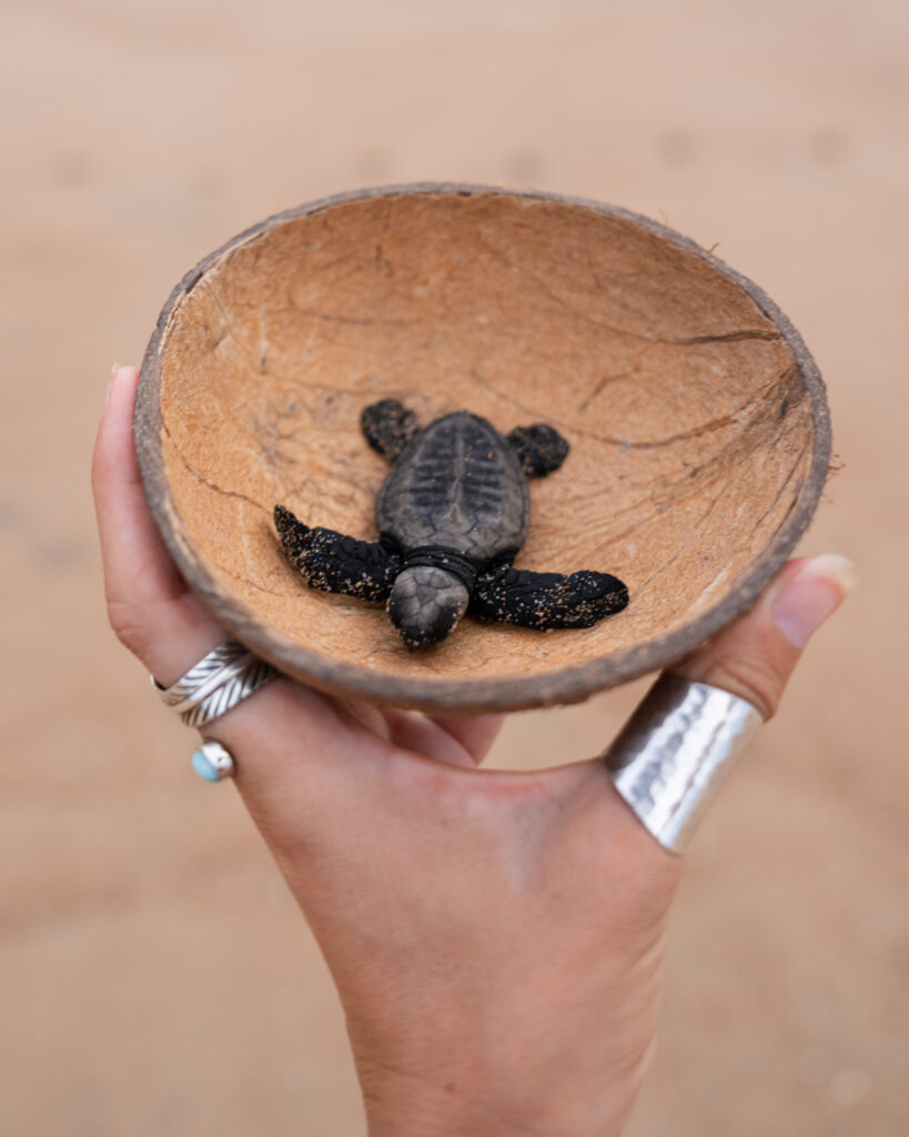 baby sea turtle in a coconut at careyes