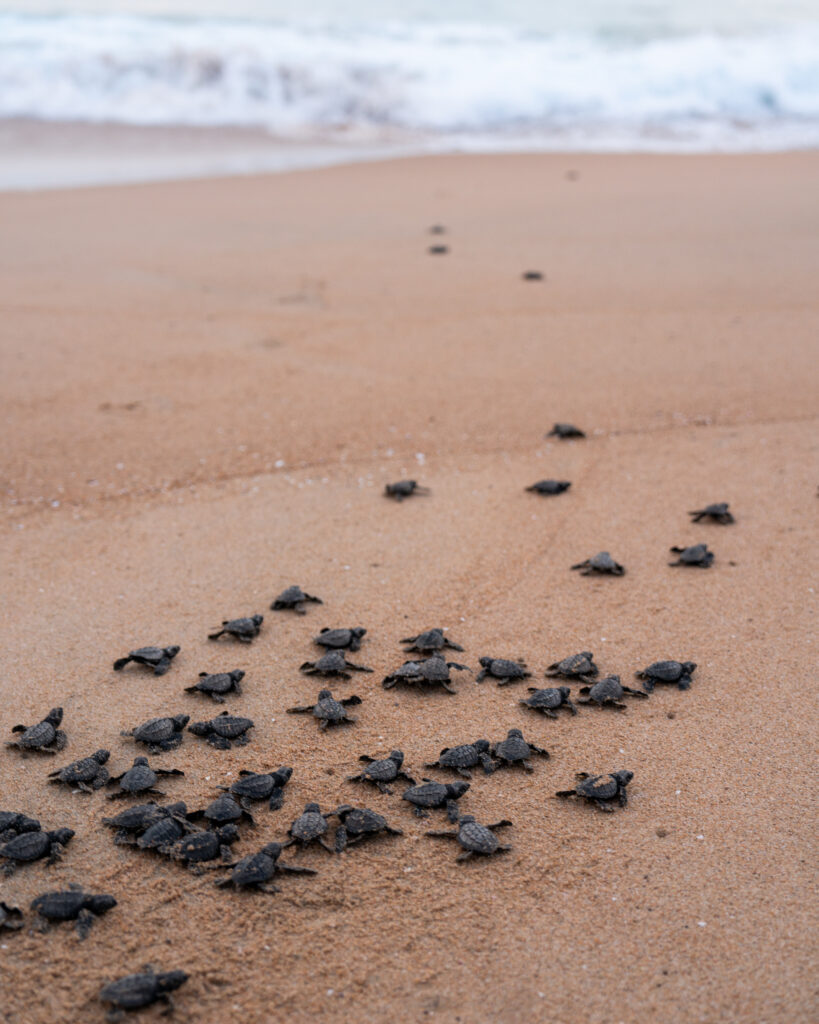 baby sea turtles on the beach at careyes