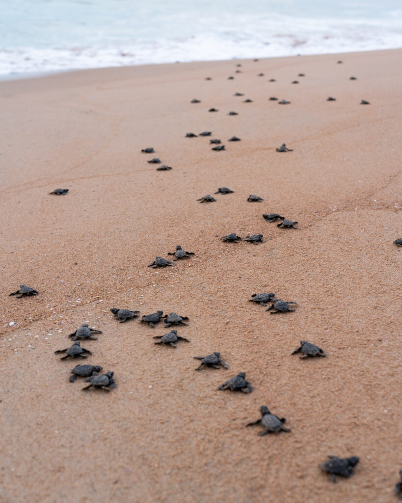 baby sea turtle release at careyes