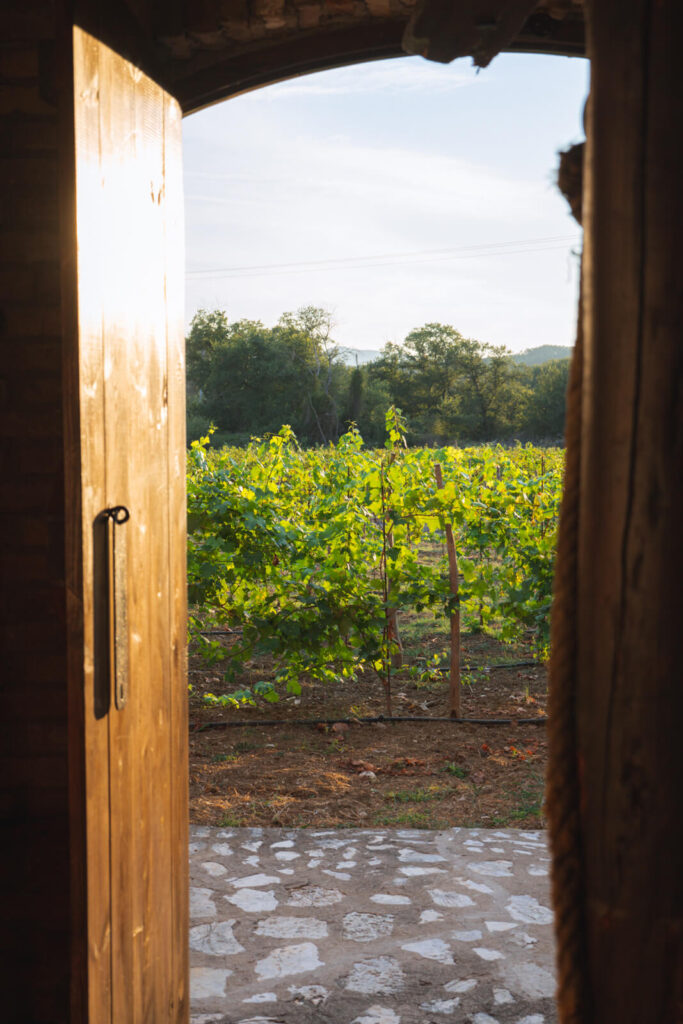 Corfu vineyards