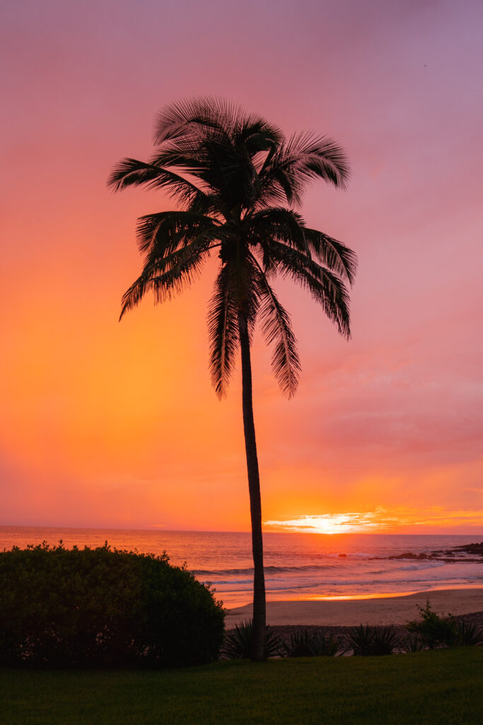 palm tree and pink and orange sunset at las alamandas mexico